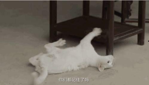 娱乐吃瓜酱虐猫博主,揭秘网络暴力背后的真相  第1张