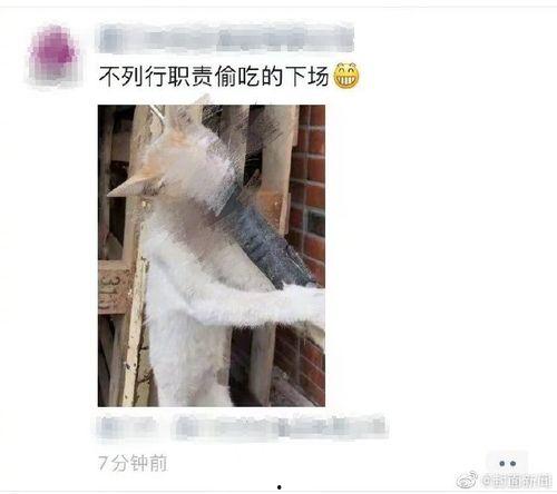 娱乐吃瓜酱虐猫博主,揭秘网络暴力背后的真相  第3张
