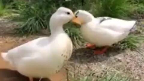 娱乐吃瓜鹅鸭视频大全,鹅鸭视频大全精彩回顾 第3张 娱乐吃瓜鹅鸭视频大全,鹅鸭视频大全精彩回顾 第3张