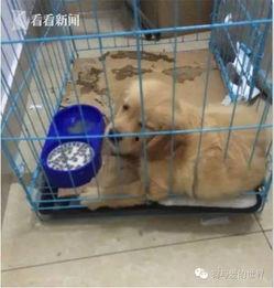 武汉宠物爆料案件最新,真相大白，宠物权益保护再引关注