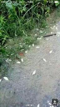 重庆大雨网最新爆料新闻,市区多处积水,最新爆料直击现场 第2张 重庆大雨网最新爆料新闻,市区多处积水,最新爆料直击现场 第2张