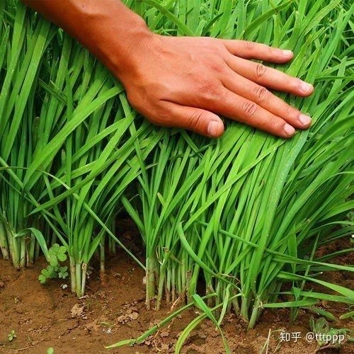 美国割韭菜爆料视频播放,视频爆料揭示惊人内幕  第1张