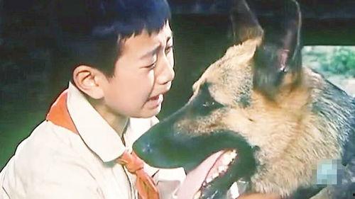狼犬历险记在线观看,勇闯未知世界的冒险之旅  第3张