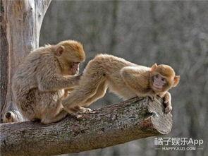 奥克兰小猴子爆料视频,揭秘视频背后的惊人真相 第2张 奥克兰小猴子爆料视频,揭秘视频背后的惊人真相 第2张