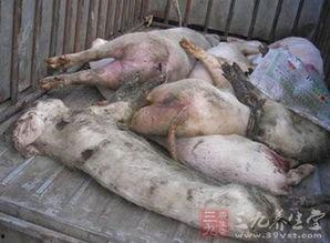 死猪新闻爆料最新消息,官方调查结果及后续处理措施揭晓  第1张