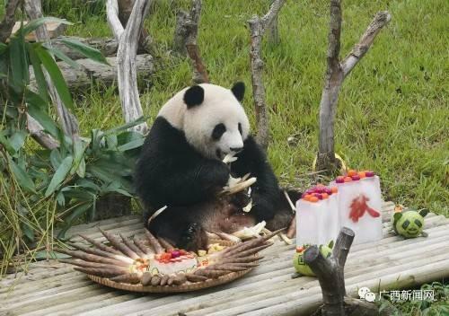 南宁动物园爆料视频播放,萌宠互动引网友热议  第1张