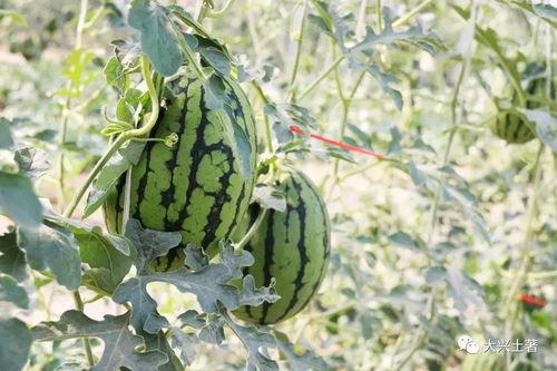 徽县吃瓜网红,揭秘当地美食文化新风尚 第2张 徽县吃瓜网红,揭秘当地美食文化新风尚 第2张