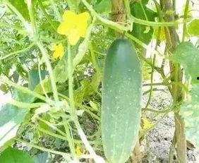 徽县吃瓜网红,揭秘当地美食文化新风尚 第3张 徽县吃瓜网红,揭秘当地美食文化新风尚 第3张