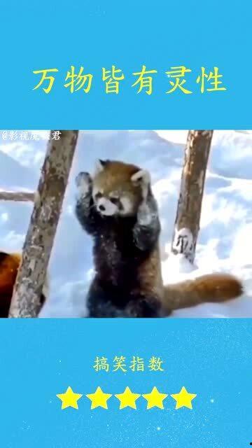 搞笑爆料动物视频,动物界的“喜剧之王”大揭秘