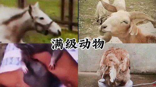 搞笑爆料动物视频,动物界的“喜剧之王”大揭秘 第2张 搞笑爆料动物视频,动物界的“喜剧之王”大揭秘 第2张