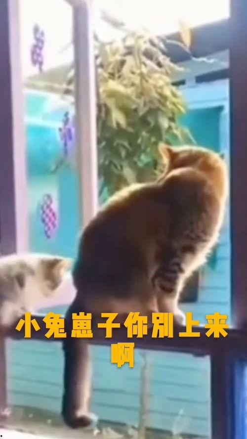 搞笑爆料动物视频,动物界的“喜剧之王”大揭秘 第3张 搞笑爆料动物视频,动物界的“喜剧之王”大揭秘 第3张