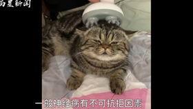 黑喵近期爆料新闻,近期娱乐圈重大新闻幕后真相