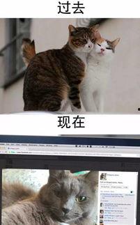 黑喵近期爆料新闻,近期娱乐圈重大新闻幕后真相 第2张 黑喵近期爆料新闻,近期娱乐圈重大新闻幕后真相 第2张