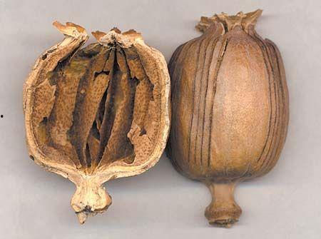 樱粟在线观看,一场视觉与情感的盛宴