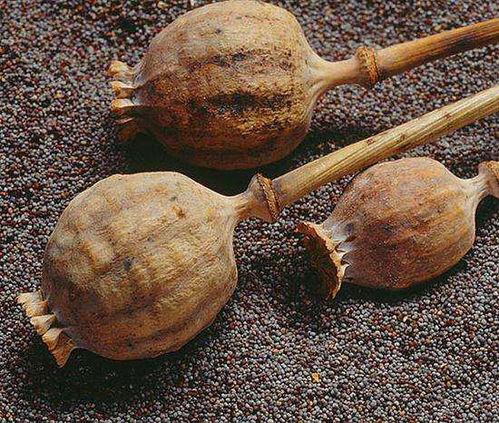 樱粟在线观看,一场视觉与情感的盛宴 第2张 樱粟在线观看,一场视觉与情感的盛宴 第2张