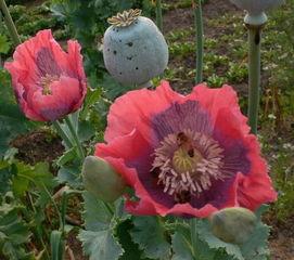樱粟在线观看,一场视觉与情感的盛宴 第3张 樱粟在线观看,一场视觉与情感的盛宴 第3张