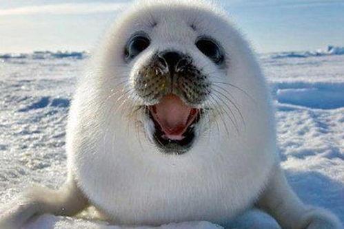 海豹内饰爆料视频大全,全方位视频解析